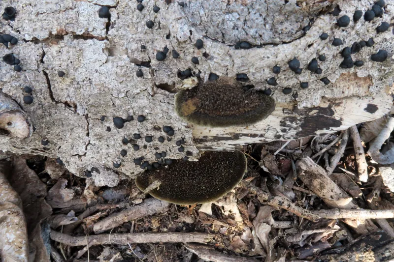 Cerrena hydnoides 1 - IMG_0456